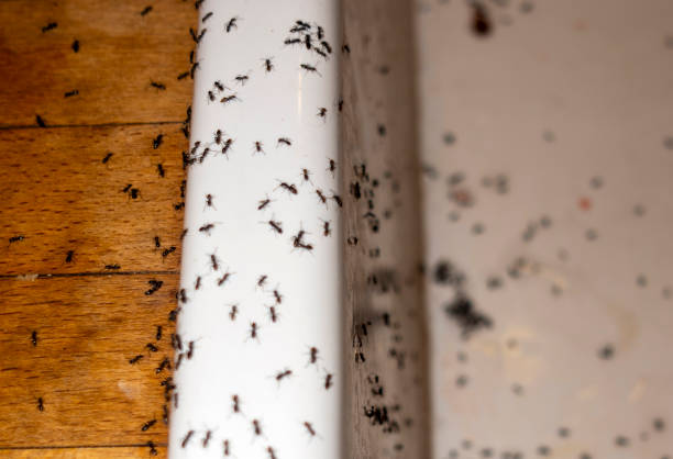Pest Control Cost in Dahlonega, GA