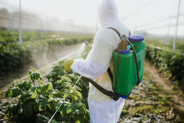 Wasp Removal Services in Dahlonega, GA